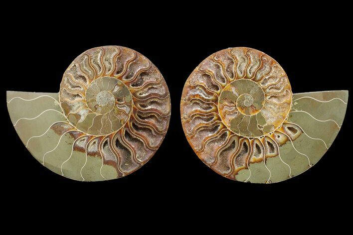 Agatized Ammonite Fossil - Crystal Filled Chambers #148037